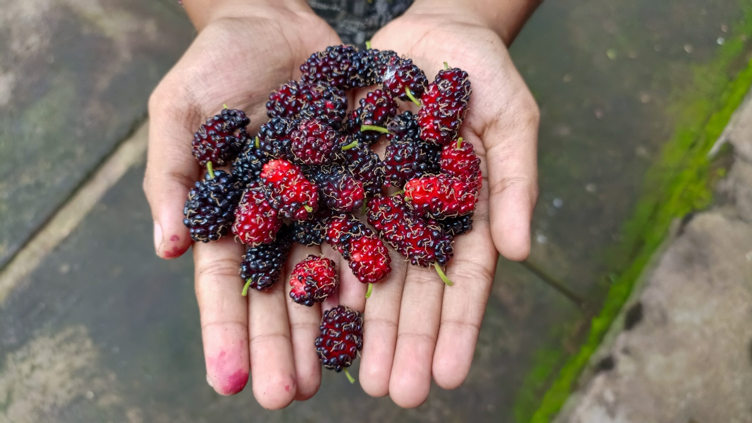 Ripe,Black,Mulbey,Fruit,In,The,Hand,Of,A,Small